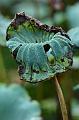 IMG-20170708-WA0021