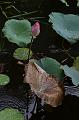 IMG-20170709-WA0003