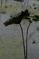 IMG-20170709-WA0013