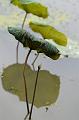 IMG-20170709-WA0034
