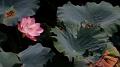 IMG-20170709-WA0037