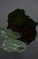 IMG-20170709-WA0040