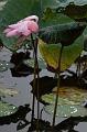 IMG-20170709-WA0044
