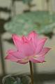 IMG-20170709-WA0056