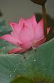 IMG-20170709-WA0059