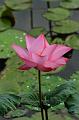 IMG-20170709-WA0074