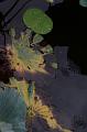 IMG-20170709-WA0090