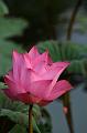 IMG-20170709-WA0104
