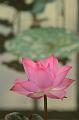 IMG-20170709-WA0165