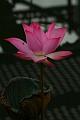 IMG-20170709-WA0184