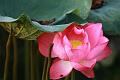 IMG-20170710-WA0003