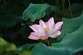 IMG-20170710-WA0004