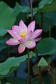 IMG-20170710-WA0005