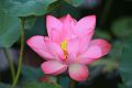 IMG-20170710-WA0006