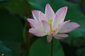 IMG-20170710-WA0008