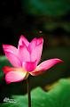 IMG-20170710-WA0022