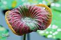 IMG-20170710-WA0026