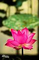IMG-20170710-WA0030