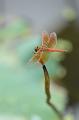 IMG-20170710-WA0044