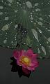 IMG-20170710-WA0048