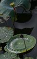 IMG-20170710-WA0052