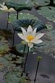 IMG-20170710-WA0053
