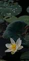 IMG-20170710-WA0054