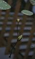 IMG-20170710-WA0056