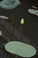 IMG-20170710-WA0057