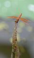 IMG-20170710-WA0079