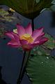IMG-20170710-WA0084