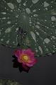 IMG-20170710-WA0087