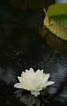 IMG-20170710-WA0090