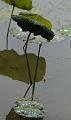 IMG-20170710-WA0094