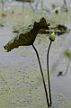 IMG-20170710-WA0095