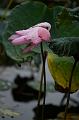 IMG-20170710-WA0096