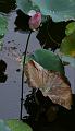 IMG-20170710-WA0098