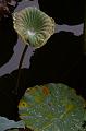 IMG-20170710-WA0100