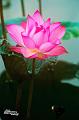 IMG-20170710-WA0131
