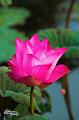 IMG-20170710-WA0150