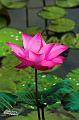 IMG-20170710-WA0156