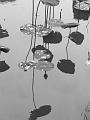IMG-20170710-WA0176