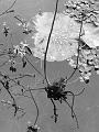 IMG-20170710-WA0193