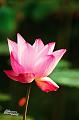 IMG-20170711-WA0001