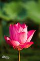 IMG-20170711-WA0003
