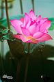 IMG-20170711-WA0012