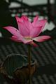 IMG-20170711-WA0030
