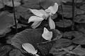 IMG-20170711-WA0032