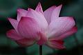 IMG-20170711-WA0033