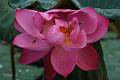 IMG-20170711-WA0042